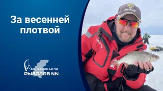 За весенней плотвой на Горьковское водохранилище. Сработал план «Б».