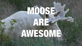 Incredible Encounters With Moose - Compilation