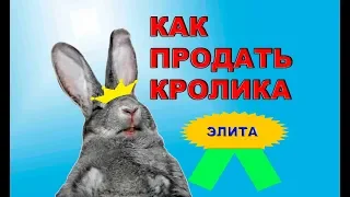 КАК Я ПРОДАЮ КРОЛИКОВ