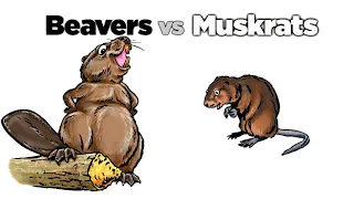 Beavers vs Muskrats - AskMDC