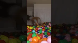 100,002 balls in a room!
