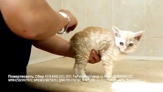 Бездомный котенок ждет помощи | абсцесс слюнной железы | help a homeless kitten