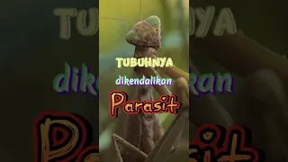 Parasit Tersembunyi dalam Tubuh Belalang Sembah (Mantis)