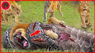15 Moments When Lions Fight Fiercely To Save Their Fellows From Giant Pythons | Animal Fights