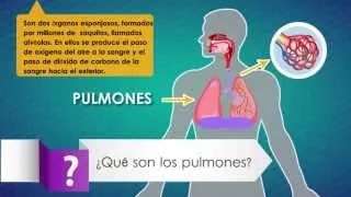 El Sistema Respiratorio