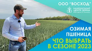 Озимая пшеница 2023: Выбор сортов / ДЕНЬ ПОЛЯ ООО "ВОСХОД"