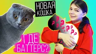 ВЗЯЛИ НОВОГО КОТЕНКА? | БАТТЕРС ВЕРНУЛАСЬ?