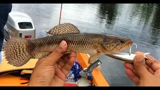 River and Swamp fishing for Wolffish (Pataka), Peacock bass ( Tukunarie) and Piranha (Pireng)