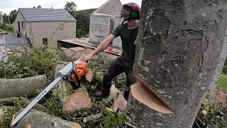 DÉMONTAGE ET ABATTAGE D'ARBRES / 500I MODIFIÉE