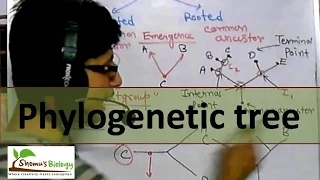 Phylogenetic tree