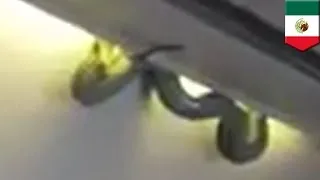 Snakes on a plane for real! Poisonous 3-foot viper gets in cabin on Aeromexico flight - TomoNews