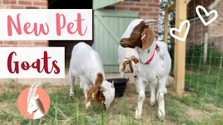 New Pet Goats!! Latest Additions To The Farm | Lilpetchannel
