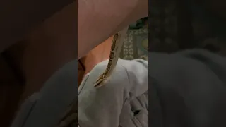 Тигровый питон 🐍