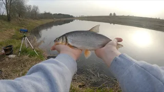 Kaip pagauti žiobrį kai niekam aplinkui nekimba. Žiobrių žvejyba feederiu.