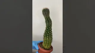 Переукореняем вытянутый кактус эхинопсис 🌵