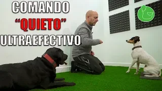 ENSEÑAR a un PERRO a QUEDARSE QUIETO (Adiestramiento Canino en Obediencia)