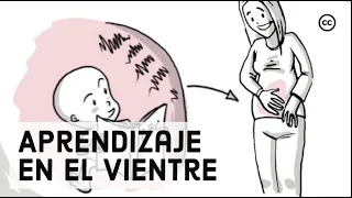 Desarrollo Prenatal: Lo Que los Bebés Aprenden Dentro del Vientre