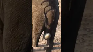 Elephants Is  Gibing birth