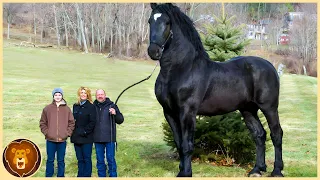 10 Most Beautiful Horse Breeds in the World