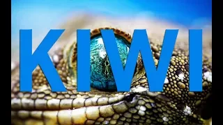 KIWI - EP | Track 02 "Chapter Cero" | Licensed under Creative Commons | EDM Music