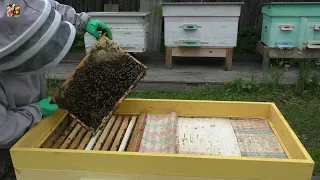 🐝Моё пчеловедение с изолятором, ещё проще.❗👍 (перезалив)