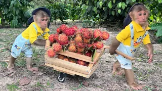 CUTIS Rickshaw Harvesting Rambutan Has Bad Luck ...