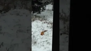 Лиса ловит мышь в Озерске