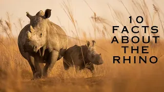 10 Fascinating Facts About Rhinos