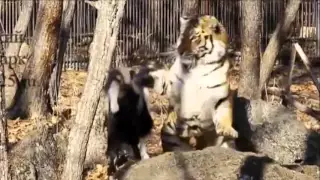 Surprising Goat And Tiger Friendship Finally Comes To An End