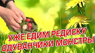 УЖЕ ЕДИМ РЕДИСКУ  ОДУВАНЧИКИ МОНСТРЫ