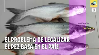 Pez basa: la especie exótica que quieren “legalizar” en Colombia | El Espectador