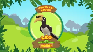 Oriental Pied Hornbill - Leo The Wildlife Ranger Animal Diaries | Animal Facts for Kids