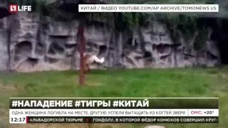 В китайском парке дикой природы сибирский тигр растерзал двух туристок