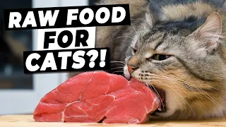 Raw Food Diets For Cats - Are They WORTH It? | Ultimate Pet Nutrition