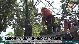 В Алматы продолжается вырубка аварийных деревьев