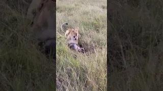 lion eating a baboon