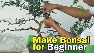 Belajar Membuat Bonsai Asam Jawa untuk Pemula (Make Tamarind Bonsai for Beginner)