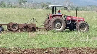 Massey Ferguson 445  with fixed injection pump cultivating corn plantation with trailing harrow p1