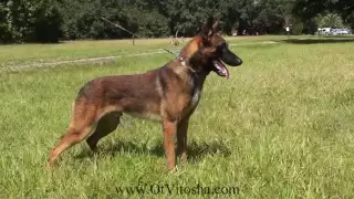 Belgian Malinois Appearance of the working type