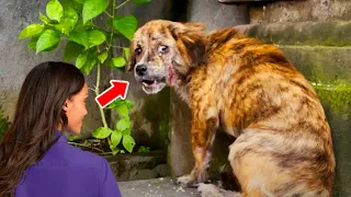 Stray Dog Recognizes The Woman Before Him And Started to Cry!