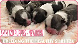 Reba & Jessie's Shih Tzu Puppies 💖 4 Hours Old!