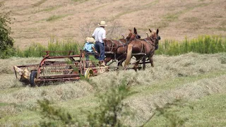 Amish style hay day!