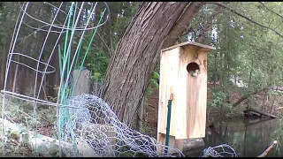 My Wood Duck Nest Box 1st season 10 Ducklings 2020
