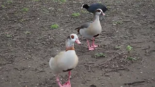 Geese that saved Rome