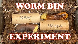 1000 Red Wigglers Raw vs Frozen Banana Worm Bin Experiment | Vermicompost Worm Farm