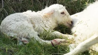 Birth of lamb