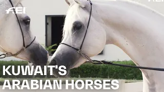 Arabian horses: beauty and courage in form of a horse