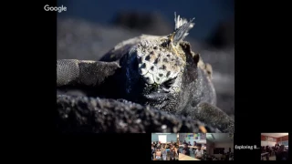 Invasive Species in the Galapagos