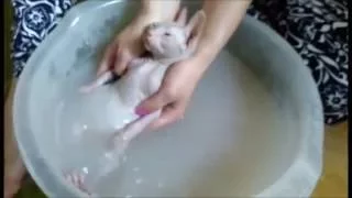 Котенок сфинкс любит купание  Sphynx loves swimming