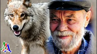 Волк нашел приют у старика - истощенный хищник оказался  у этого дедушки и целый месяц у него гостил
